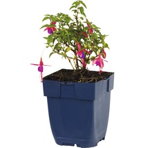 Fuchsia in een pot