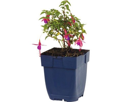 Fuchsia in een pot