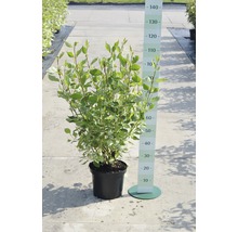 Kornoelje in pot met hoogte-aanduiding