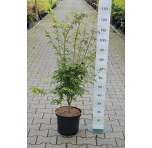 Japanse esdoorn in pot met maatindicatie