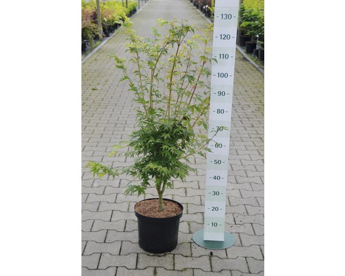 Japanse esdoorn in pot met maatindicatie