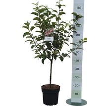 Appelboom in pot met meetschaal voor maatindicatie