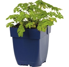 Geranium in plantenpot