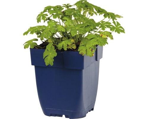 Geranium in plantenpot