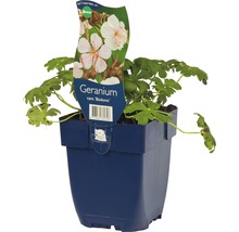 Geranium Biokovo in een blauwe pot