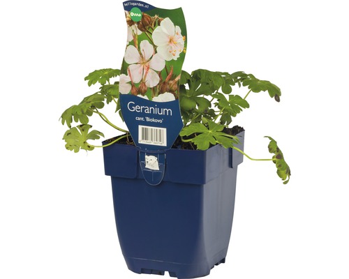 Geranium Biokovo in een blauwe pot