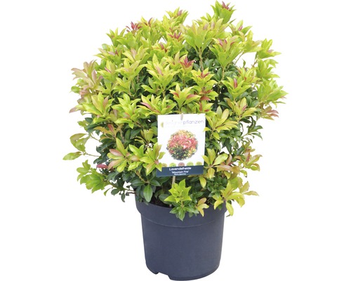 Lavendelheide ''Mountain Fire'' in pot