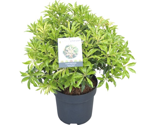 FLORASELF rotsheide Pieris japonica "Forest Flame" potmaat Ø 23 cm H 40-50 cm Lavendelheide in pot