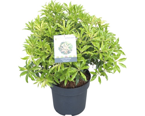 FLORASELF rotsheide Pieris japonica "Forest Flame" potmaat Ø 23 cm H 40-50 cm