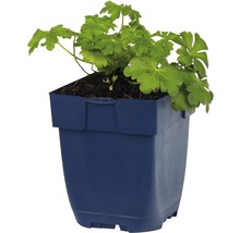 FLORASELF Ooievaarsbek Geranium cantabrigiense Ø 11 cm