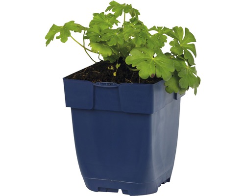 Geranium in blauwe pot