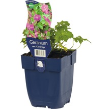 FLORASELF Ooievaarsbek Geranium cantabrigiense Ø 11 cm
