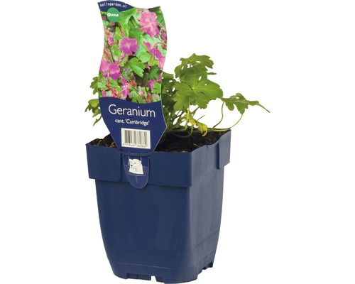 Geranium Cambridge in pot