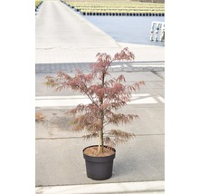 FLORASELF Japanse esdoorn Acer palmatum 'Dissectum Garnet' potmaat Ø 28 cm H 80-100 cm