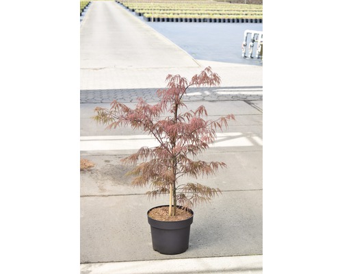 Japanse esdoorn in pot