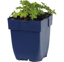 FLORASELF Ooievaarsbek Geranium cinerea 'Ballerina' potmaat Ø 11.0 cm H 5-15 cm