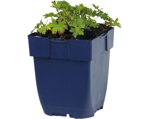 Geranium in blauwe plastic pot