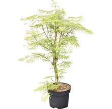 Japanse esdoornboom in pot
