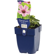 Geranium Ballerina in een pot