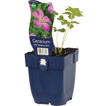 Geranium soort Wargrave Pink in pot