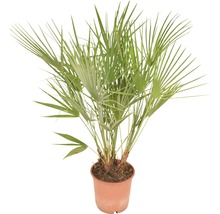 Hennep palm in pot