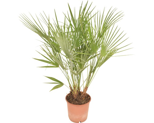 Hennep palm in pot