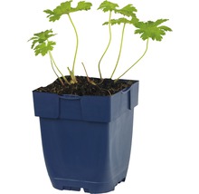 Geraniumplant in blauwe plantenpot