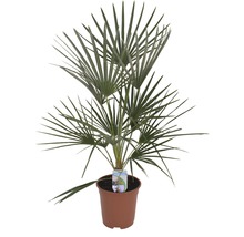 Hennep palm in pot