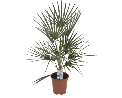 Hennep palm in pot