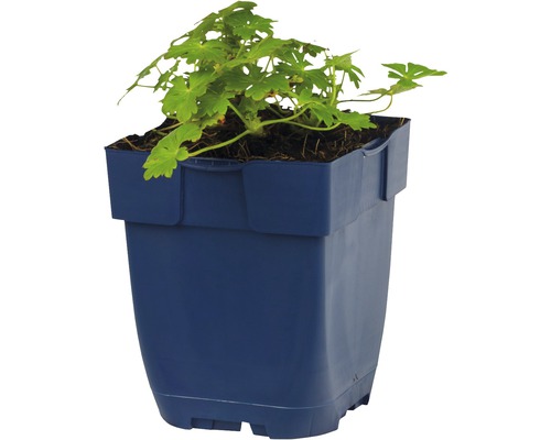 Geranium in een blauwe plantenbak