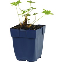Geranium in pot