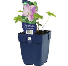 Geranium Claridge Druce in pot