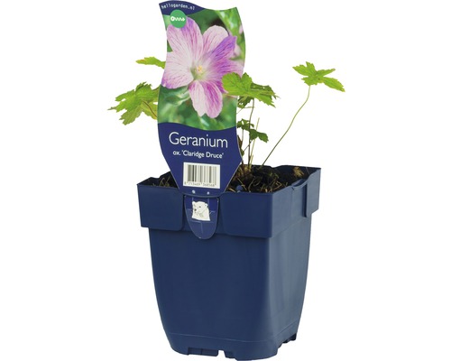 FLORASELF Ooievaarsbek Geranium x oxonianum 'Claridge Druce' potmaat Ø 11.0 cm H 5-50 cm