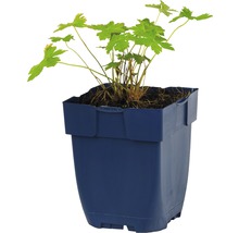 Geraniumplant in een pot
