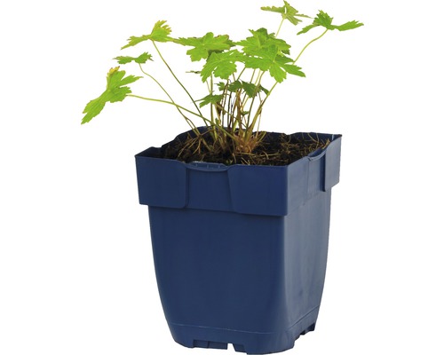 Geraniumplant in een pot