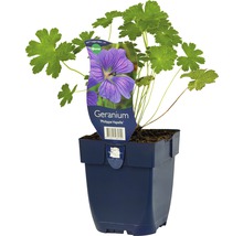 Geranium ''Philippe Vapelle'' in een pot