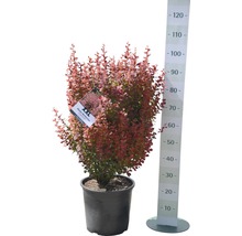 Berberis in pot met meetschaal