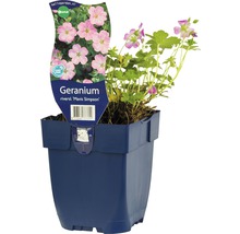 Geranium Mavis Simpson in een pot