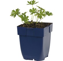 FLORASELF Ooievaarsbek Geranium sanguineum Ø 11 cm