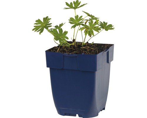Geranium plant in een pot