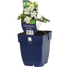 FLORASELF Ooievaarsbek Geranium sanguineum Ø 11 cm