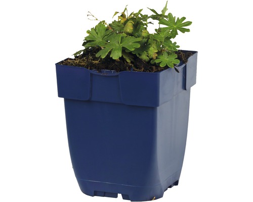 Geranium plant in pot