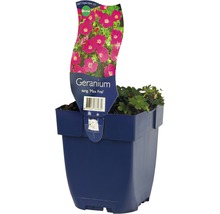 FLORASELF Ooievaarsbek Geranium sanguineum Ø 11 cm