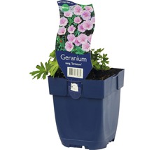 FLORASELF Ooievaarsbek Geranium sanguineum Ø 11 cm