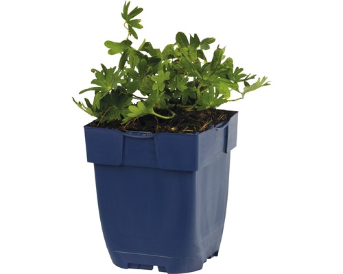 Geraniumplant in een plastic pot