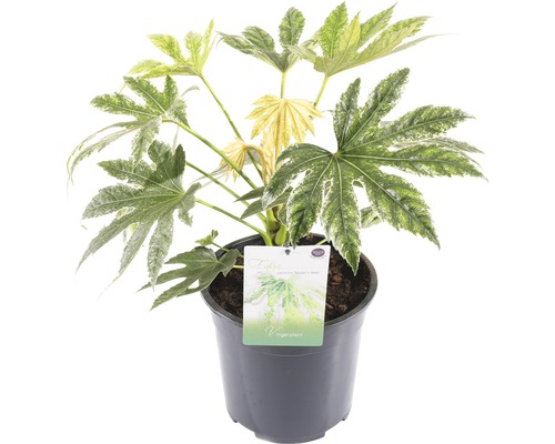 FLORASELF® Vingerplant Fatsia Japonica 'Spiderweb' potmaat Ø 21 cm-0