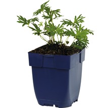 Geraniumplant in een pot