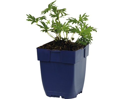 Geraniumplant in een pot