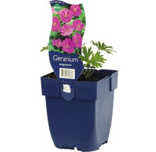 Bloedrode ooievaarsbek in pot