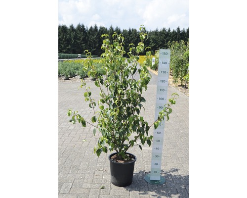 Kornoelje in pot met maatindicatie